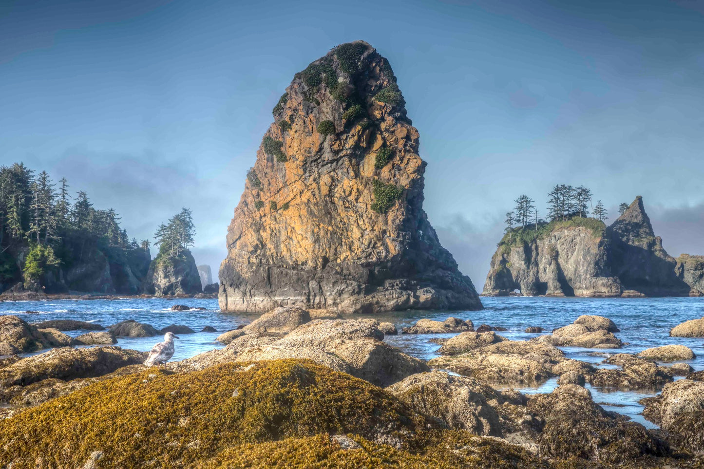 Sea Stacks at Sunrise Point of the Arches, Olympic National Park