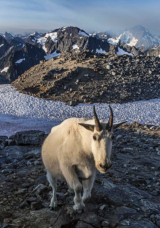 Sahale Camp Mountain Goat, North Cascades National Park