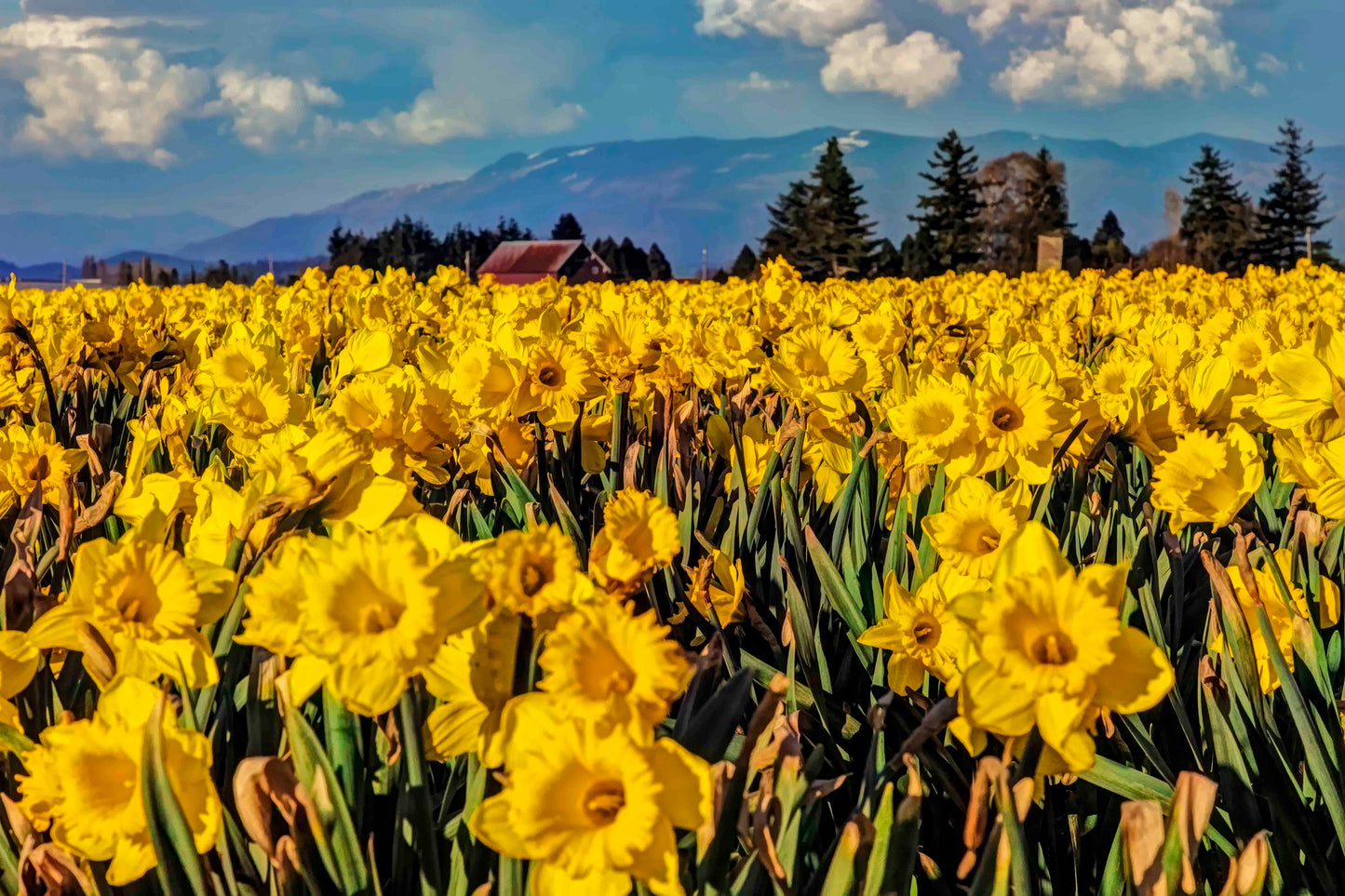 Skagit Daffodils