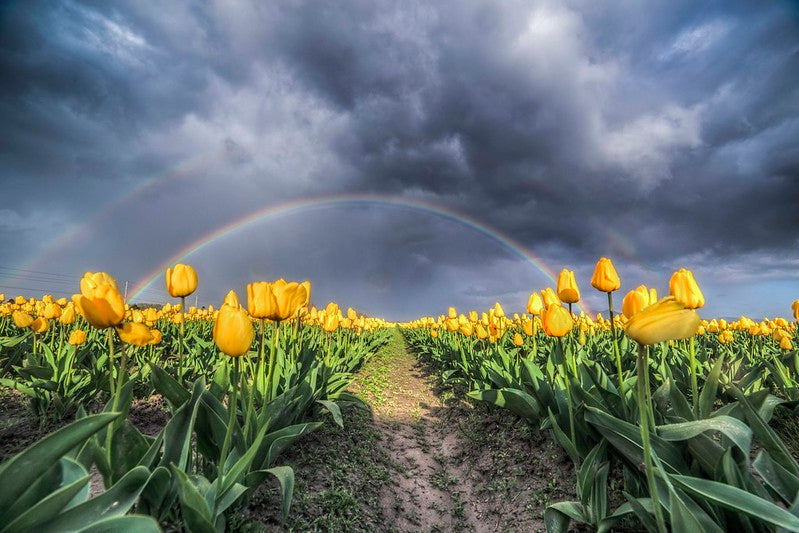 Yellow Tulips and Rainbow