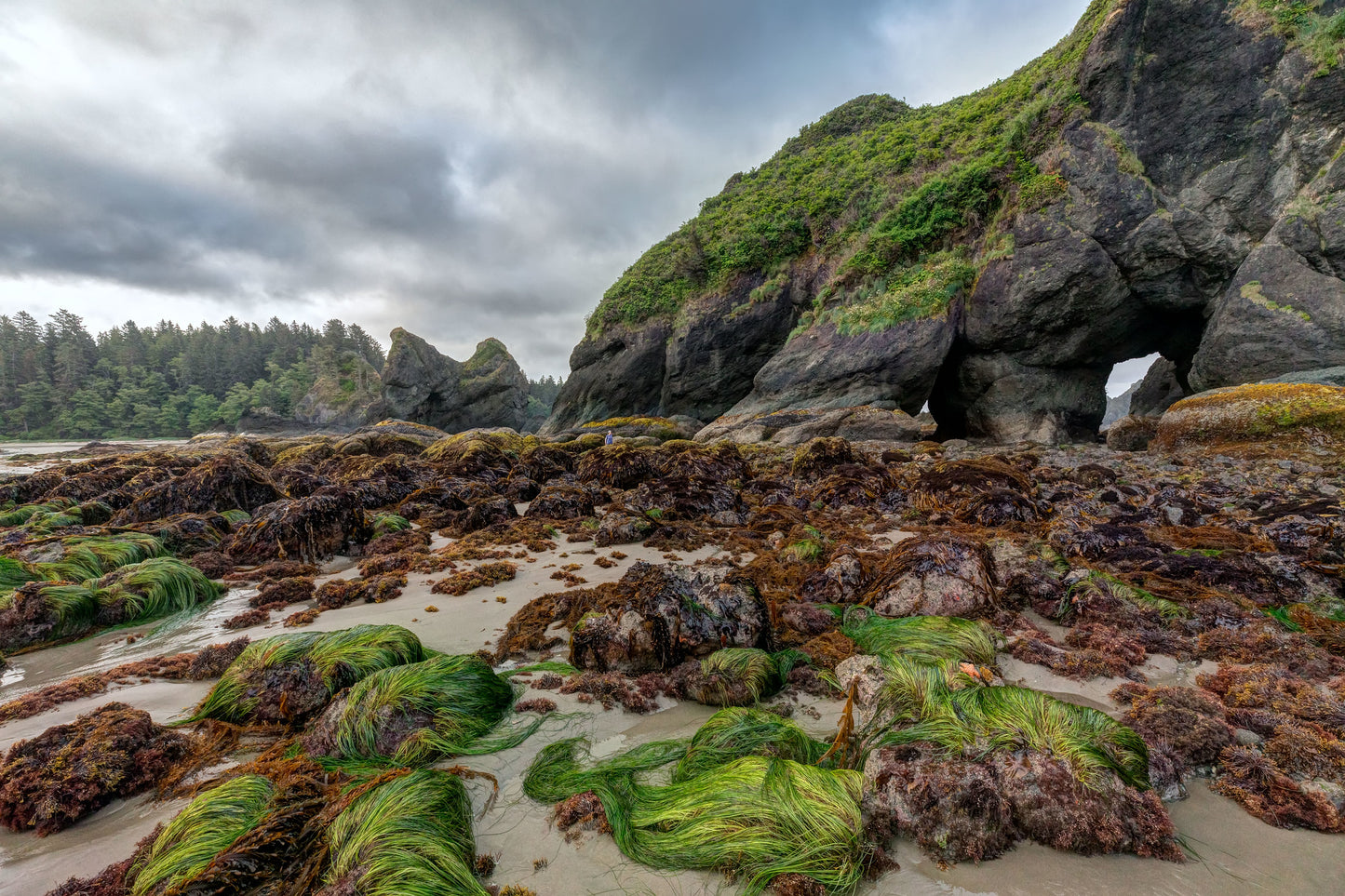 Sea Stacks Point of the Arches, Olympic National Park