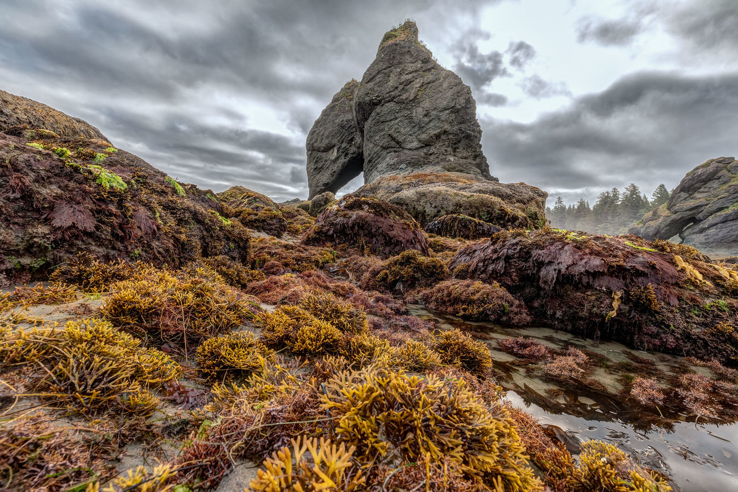 Point of the Arches, Olympic National Park