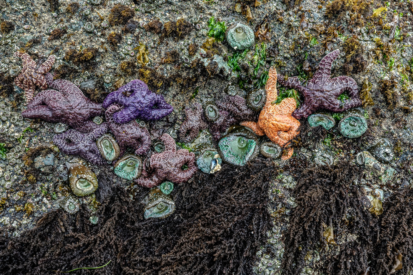 Sea Life at Point of the Arches, Olympic National Park