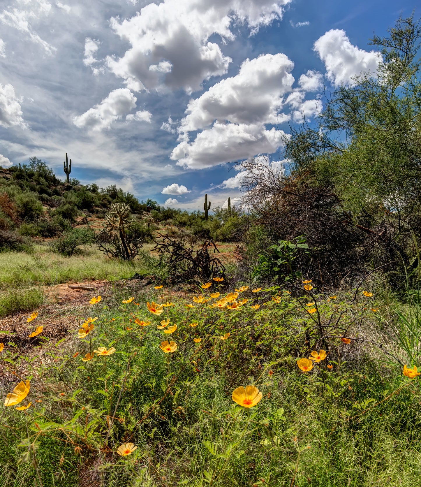 Desert Flowers, Arizona