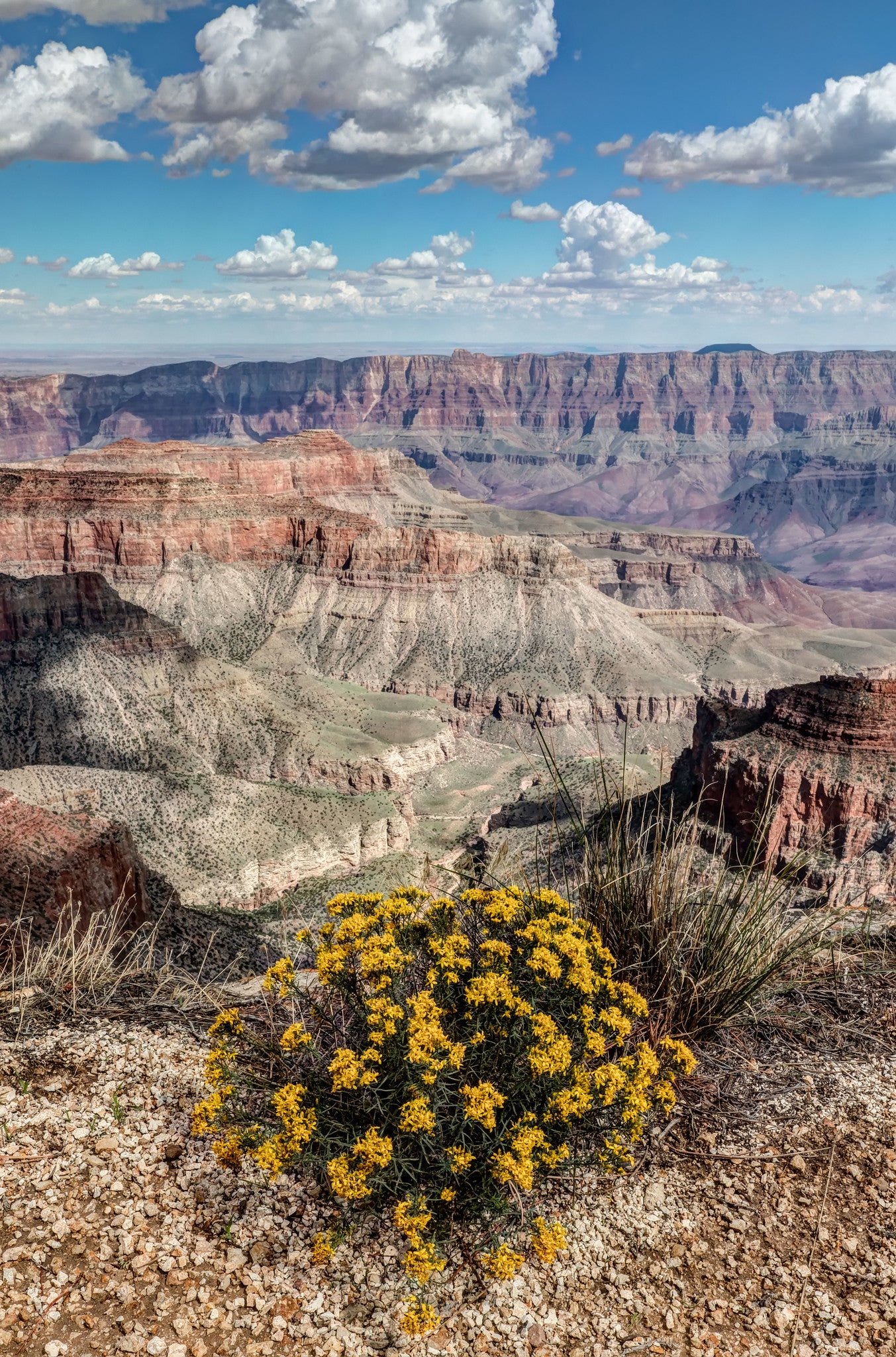 Grand Canyon Yellow Flowers, Arizona