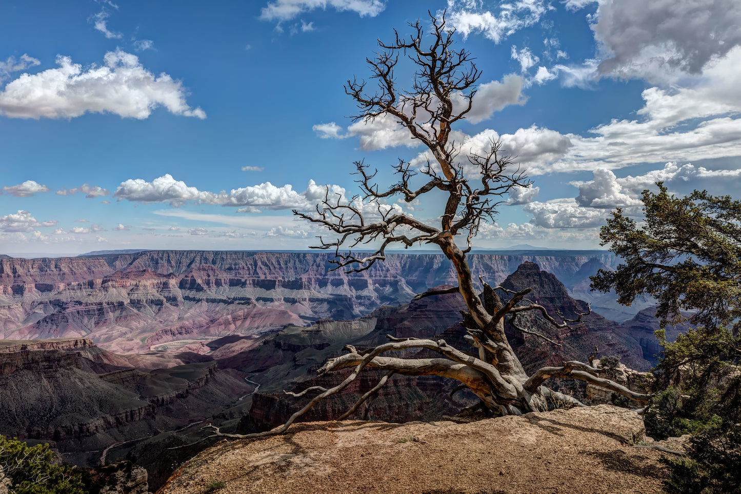 Grand Canyon Branches, Arizona