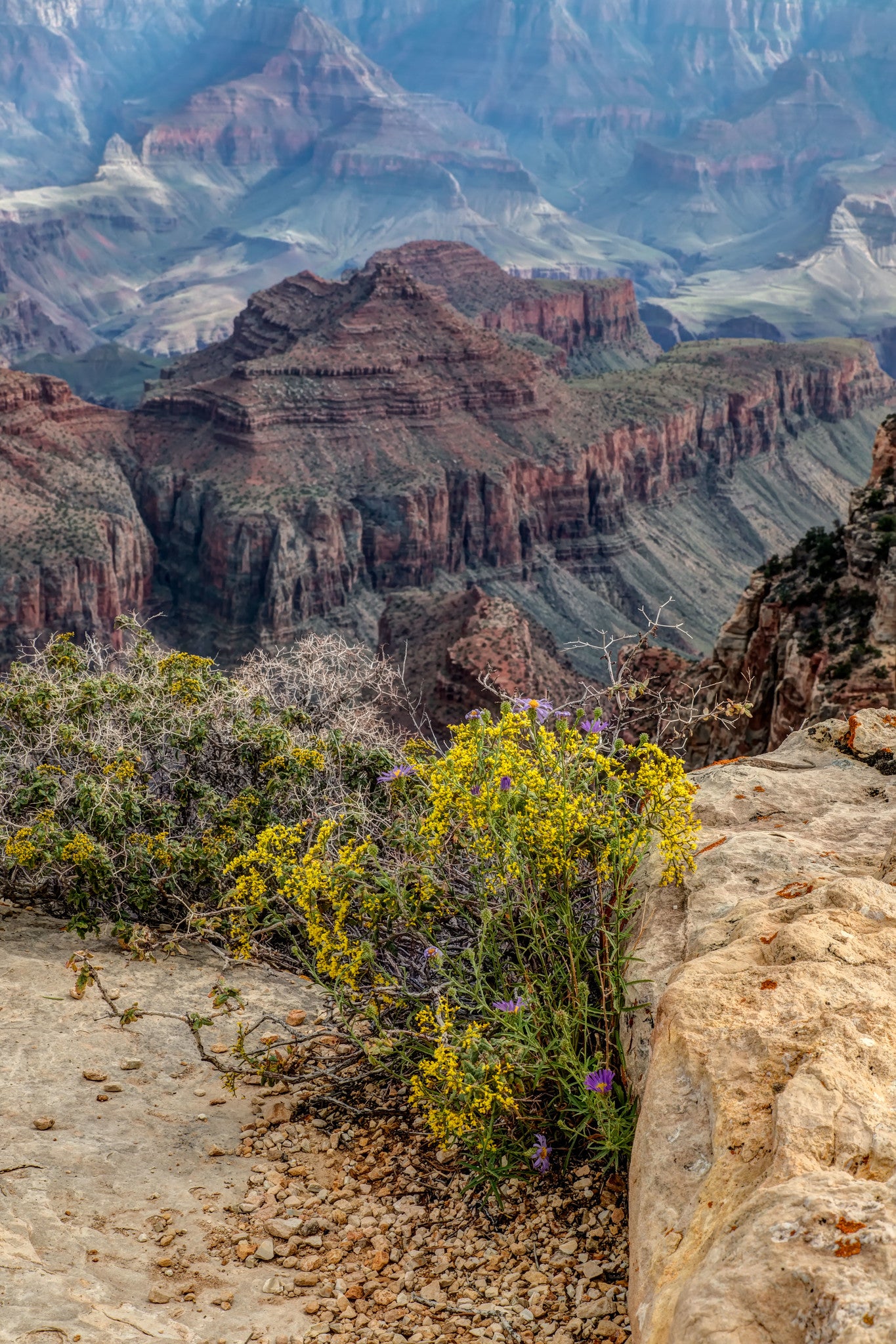 Grand Canyon Flowers, Arizona