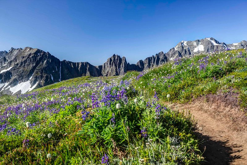 Sahale Wildflowers