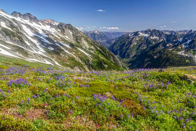 Sahale Arm Trail Wildflowers, North Cascades