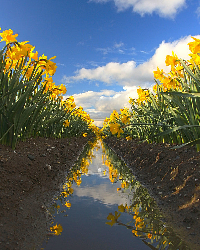 Dueling Rows of Daffodils