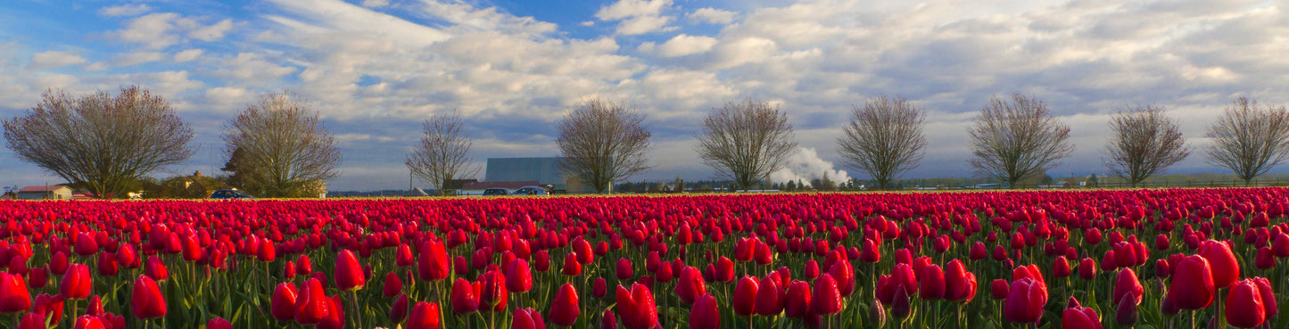 Red Tulips and Trees Panorama