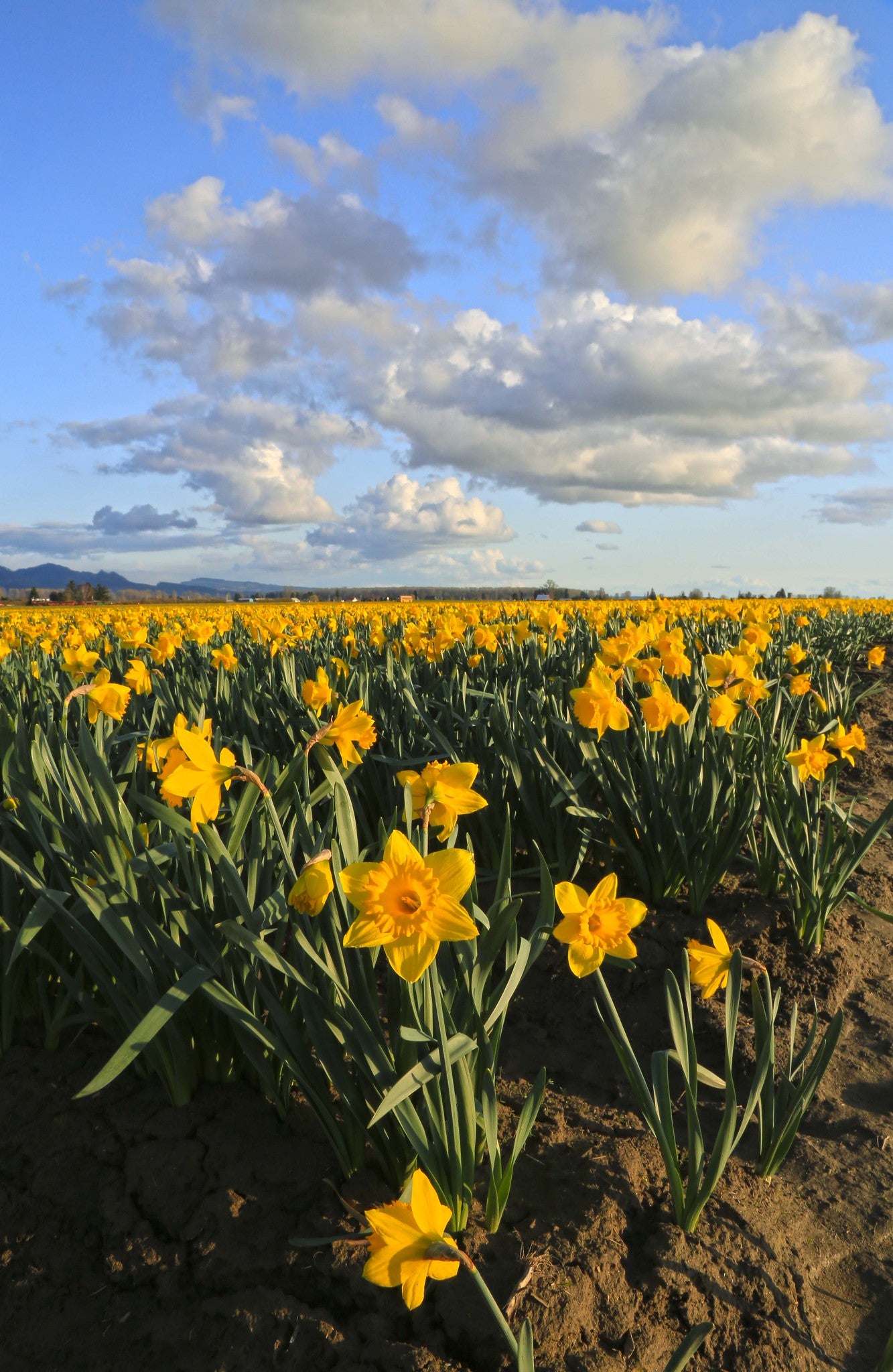 Yellow Daffodils and Blue Sky