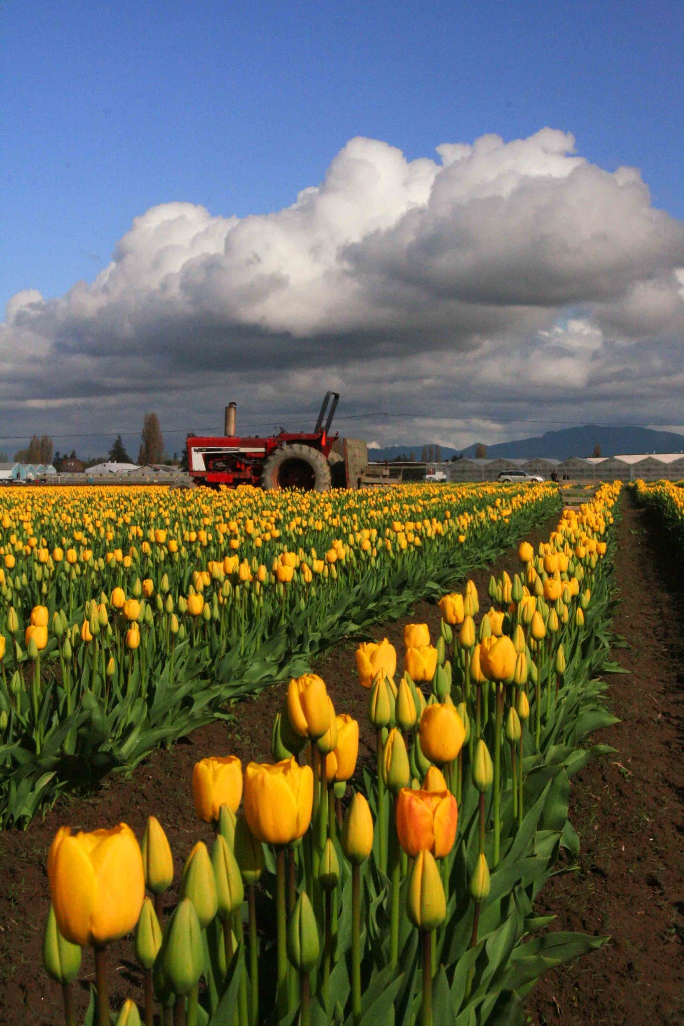 Yellow Tulips and Red Tractor