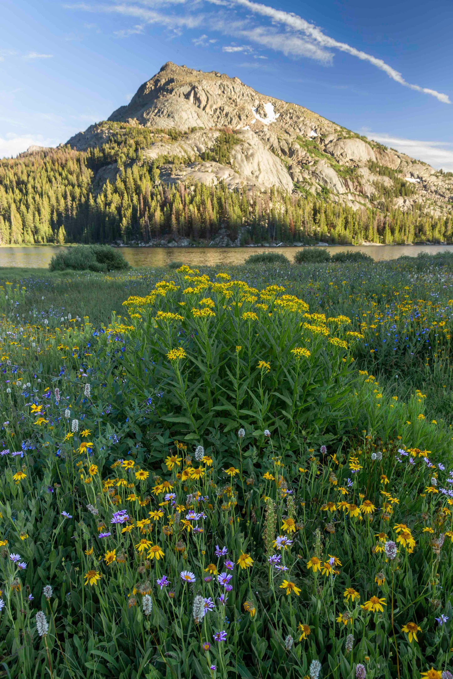 Wildflowers at Sandy Lake, Wind River Range, Wyoming