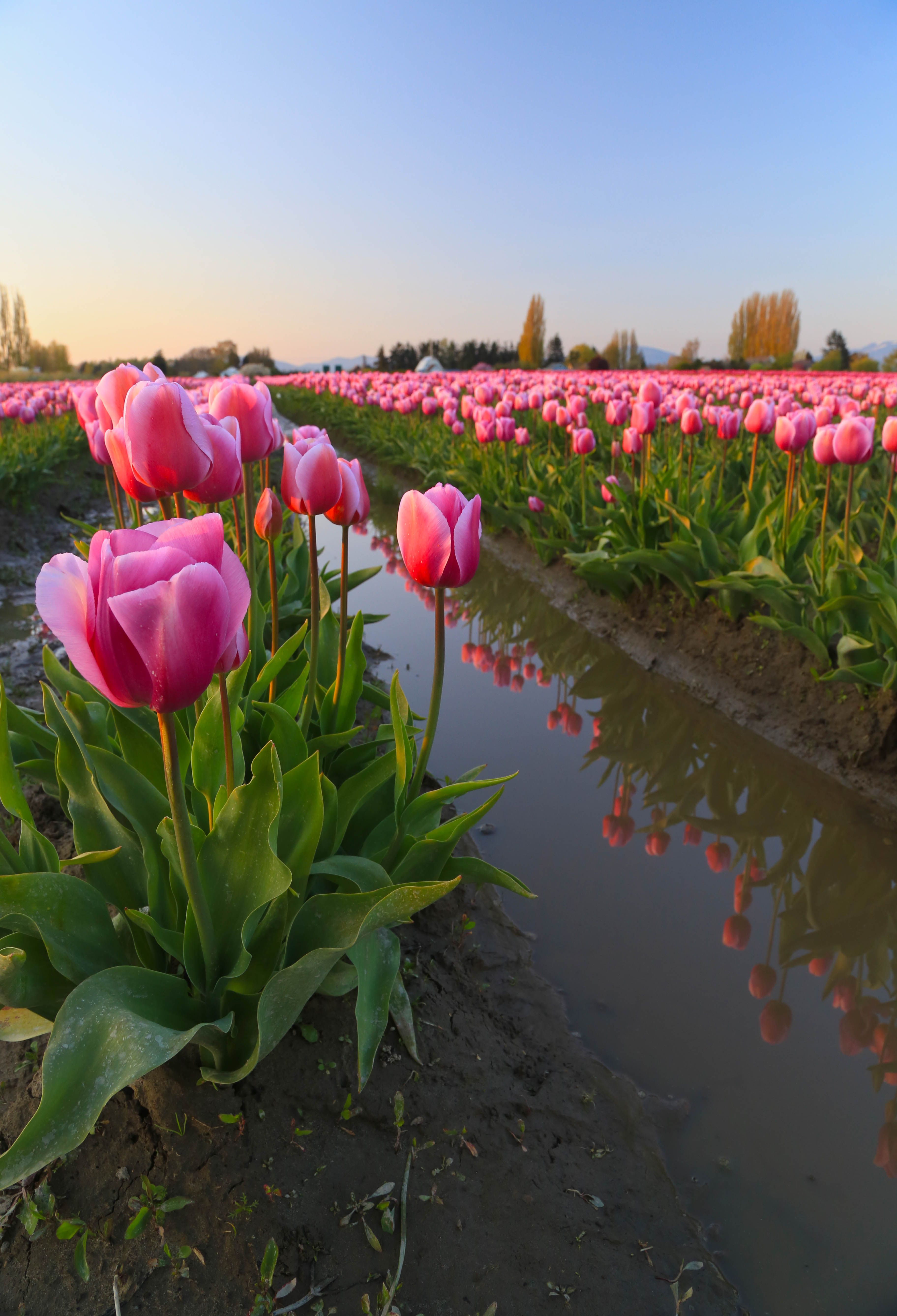 SKAGIT VALLEY TULIP FESTIVAL - Andy Porter Images3648 x 5350