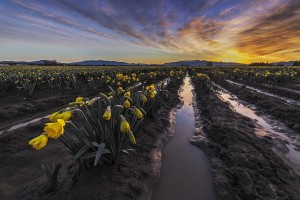 Daffodils at sunrise 2