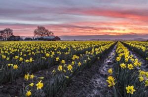 Sunrise with Daffodils