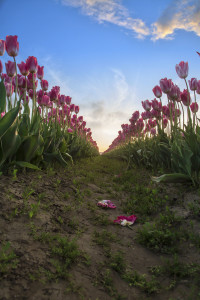 Pink Tulips to Infinity