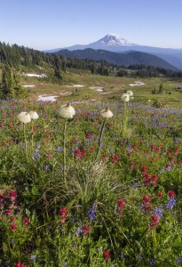 Mount Adams and Wildflowers