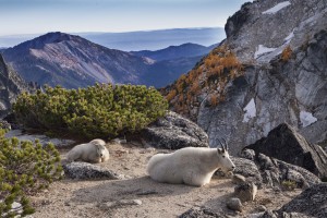 Mountain Goats at Rest