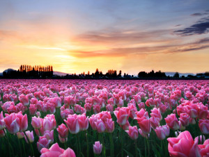 Pink Tulips at Sunset