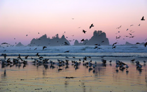 Shi Shi Beach Sea Gulls