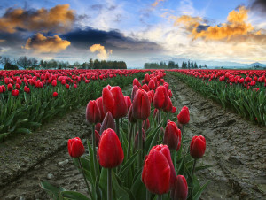 Red Tulips in the Morning