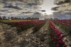 Harvesting Tulips at Sunrise 