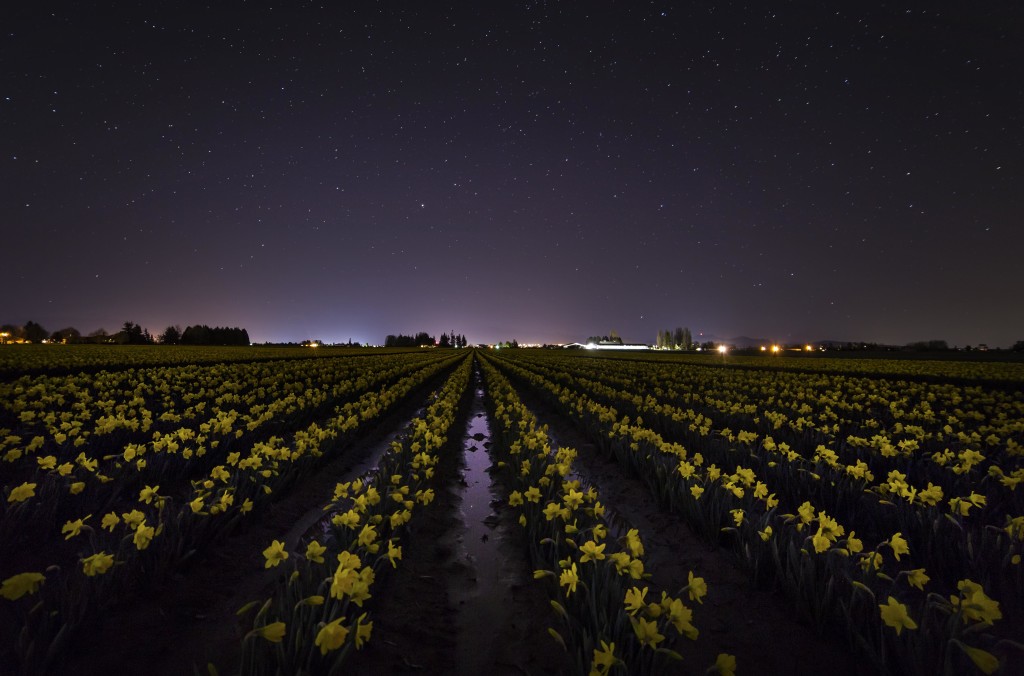 Skagit Valley Daffodils under a starry sky