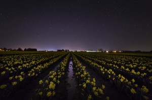 Skagit Valley Daffodils under a starry sky, February, 2015