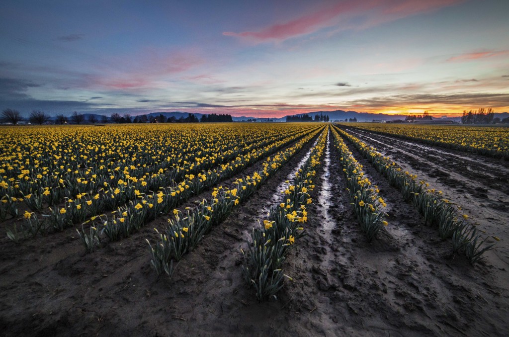 Sunrise over Daffodils, February, 2015
