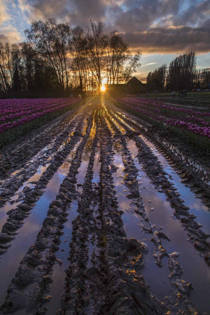 Skagit Valley Tulips 2015 If you would like to get enrolled, here is the link.