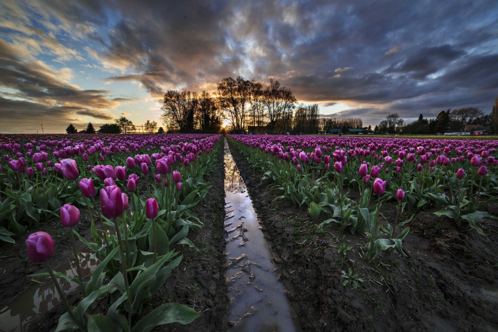 Skagit Valley Tulips 2015 If you would like to get enrolled, here is the link.
