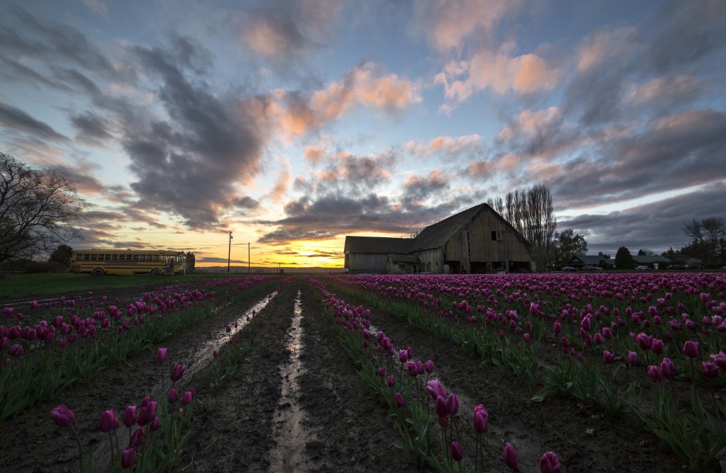 Skagit Valley Tulips 2015 
