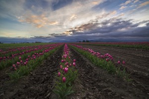 Skagit Valley Tulips 2015