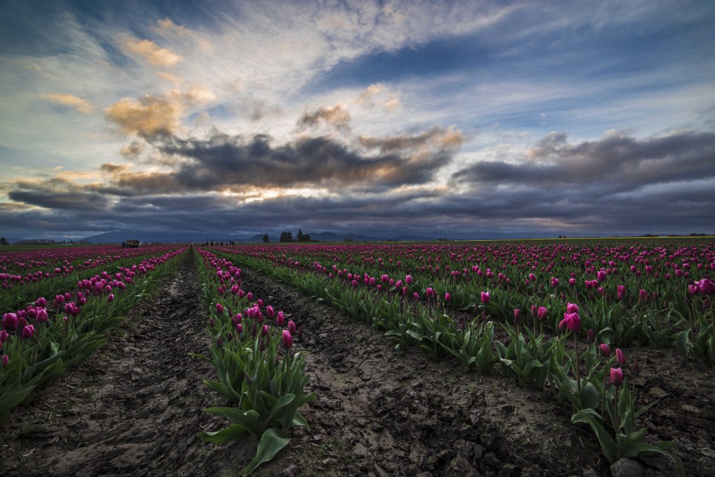 Skagit Valley Tulips 2015