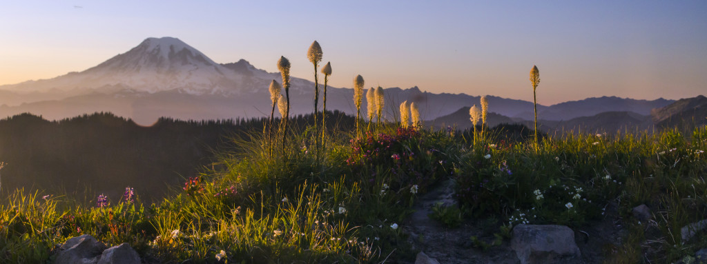 Mount Rainier and Snow Grass