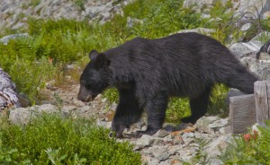 andyporter_, North Cascades National Park Bear3