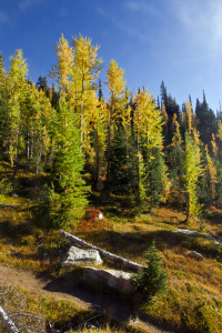 Blue Lake Larch