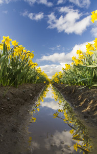 Daffodil Dual Yellow Rows
