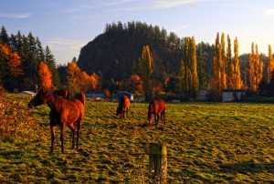 Fall Road Tour - Horse Pasture