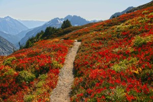 Fall on the Sahale Arm Trail, North Cascades National Park 