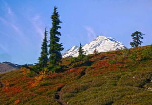 Mount Baker Blueberries