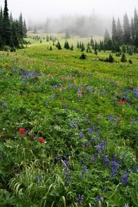 Wildflowers in the mist, along the PCT in the Pasayten Wilderness