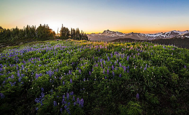Mount Shuksan in the Morning Light