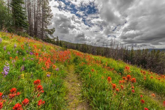 Pasayten Wilderness Wildflowers