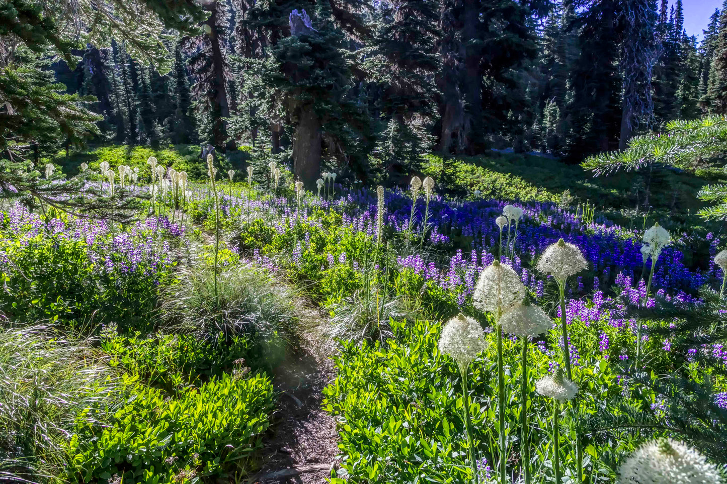 Snow Grass Flats