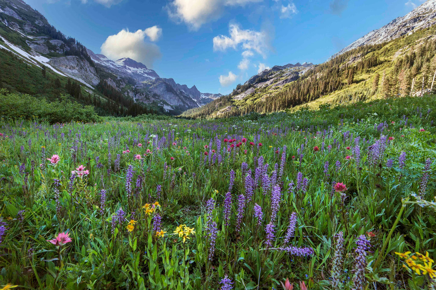 2026 Wildflower Calendar