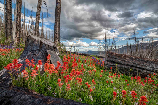 Pasayten Wilderness - Old Burn