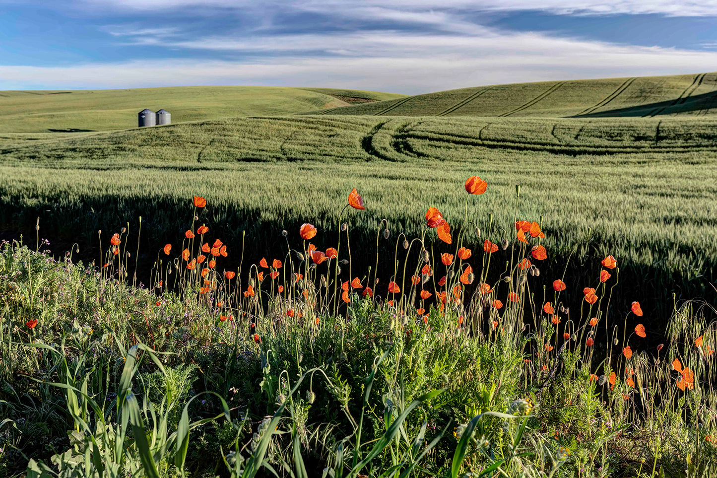 Palouse Orange Poppies